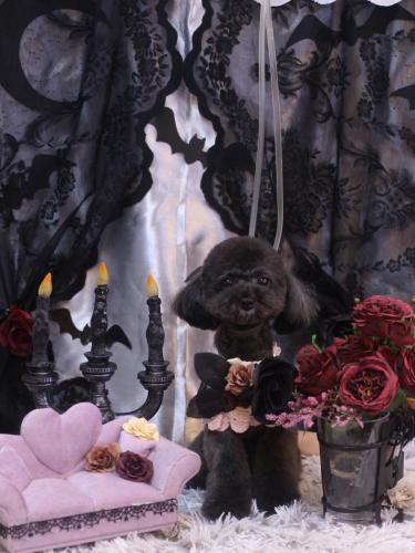 20231026ラテちゃん